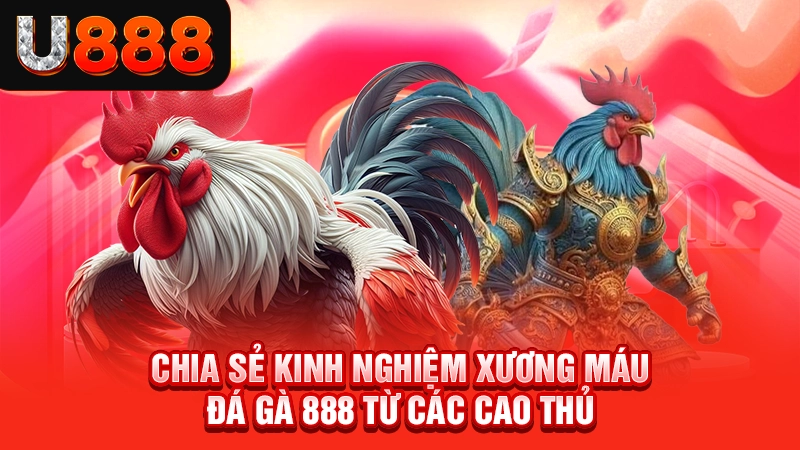Chia sẻ kinh nghiệm xương máu đá gà 888 từ các cao thủ