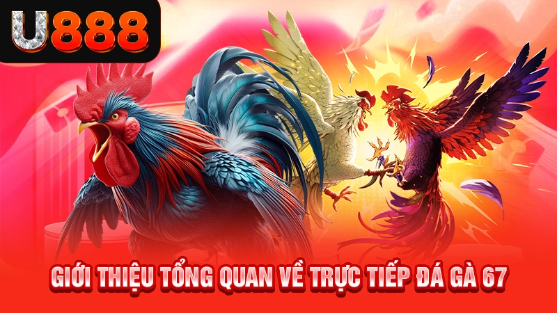 Giới thiệu tổng quan về trực tiếp đá gà 67