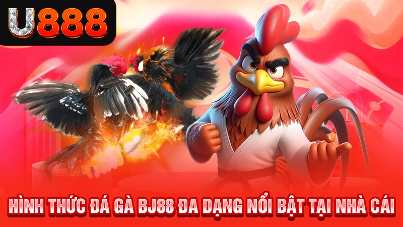 Hình thức đá gà BJ88 đa dạng nổi bật tại nhà cái