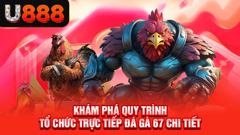 Khám phá quy trình tổ chức trực tiếp đá gà 67 chi tiết