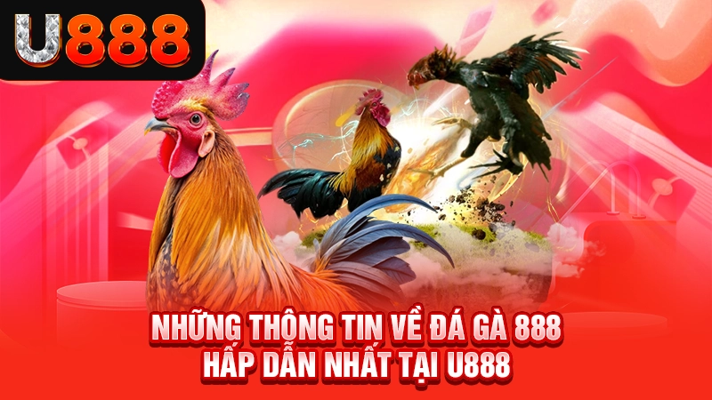 Những thông tin về đá gà 888 hấp dẫn nhất tại U888