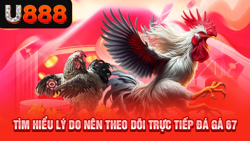 Tìm hiểu lý do nên theo dõi trực tiếp đá gà 67