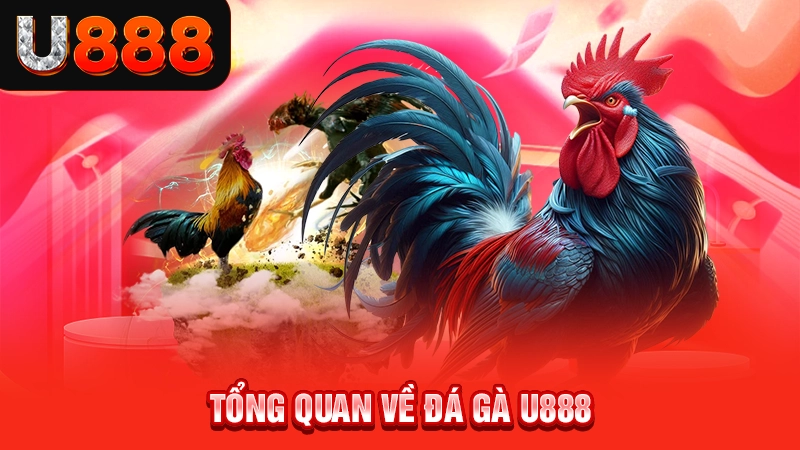 Tổng quan về đá gà U888
